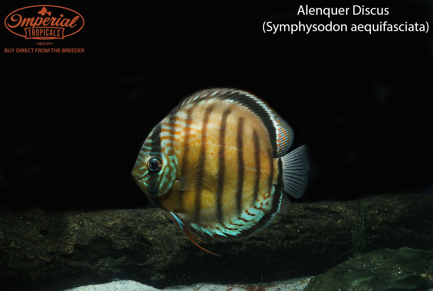 Alenquer Discus