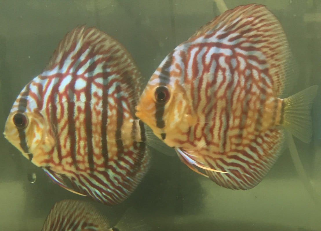 Alenquer Discus (Symphysodon aequifasciata) - Imperial Tropicals