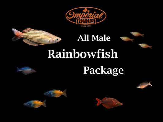 All Male Rainbowfish Package