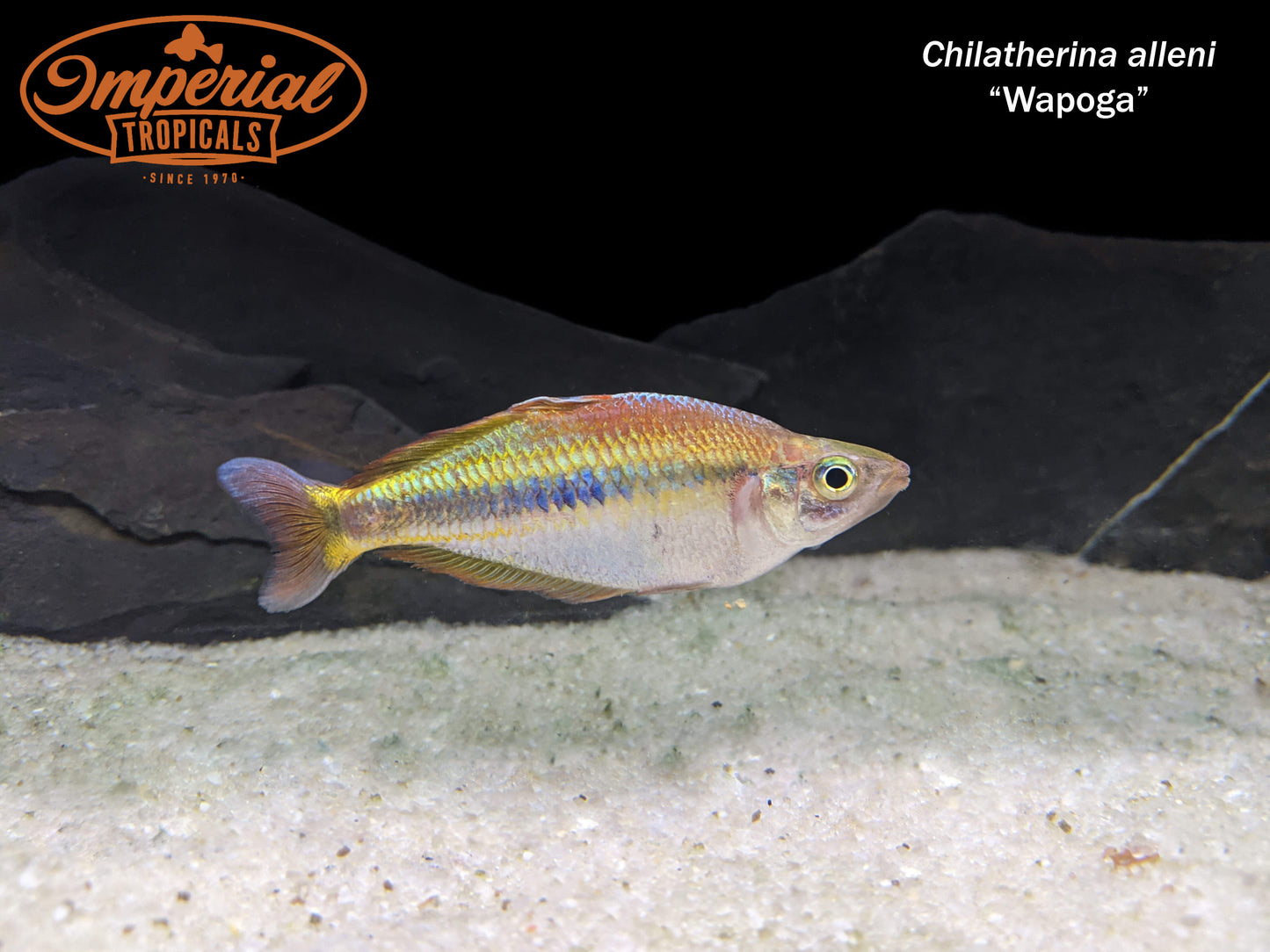 Alleni Rainbowfish