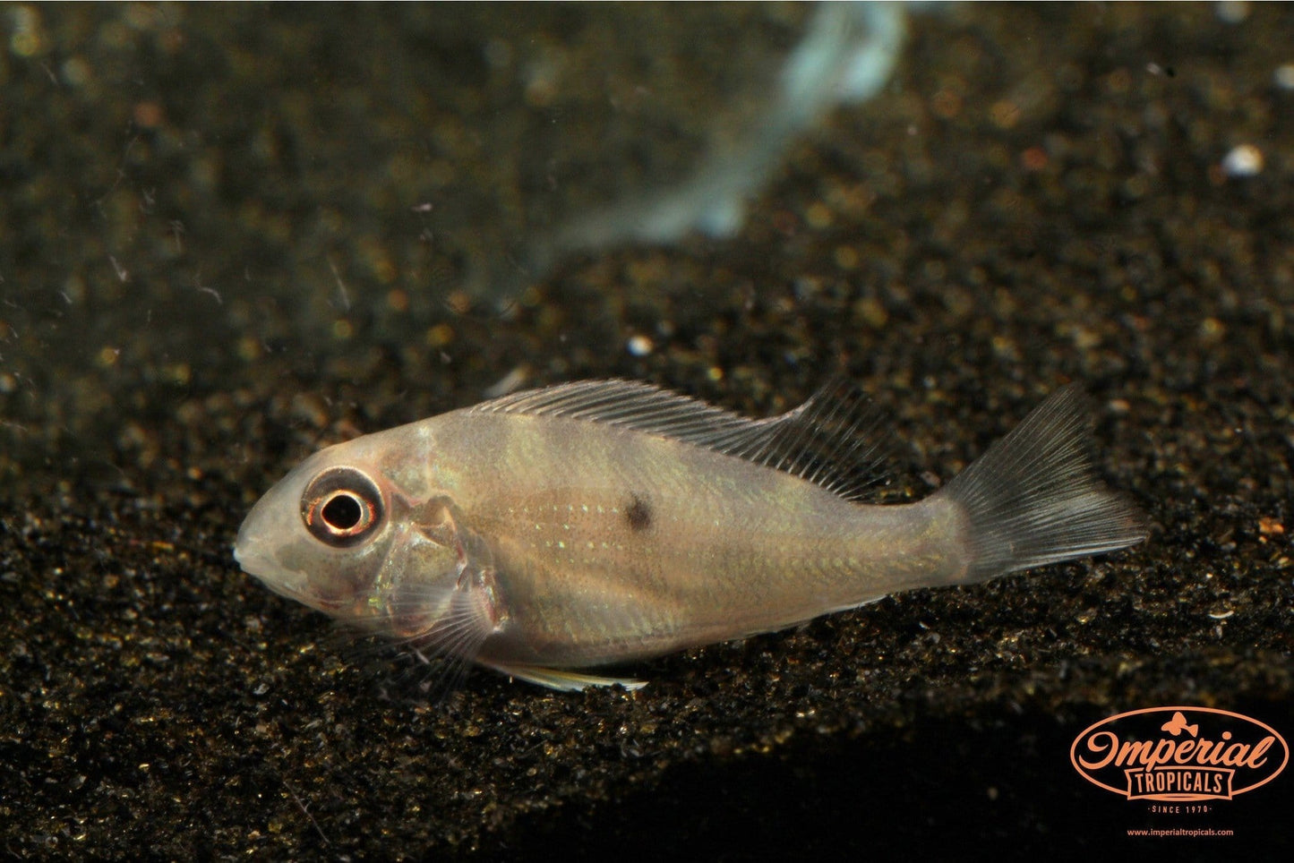 (Geophagus altifrons) - Imperial Tropicals