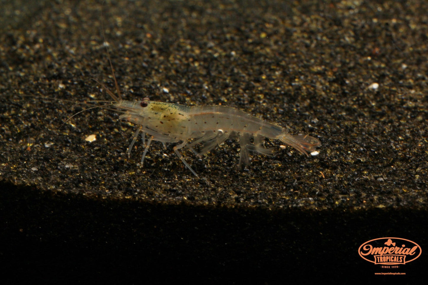 Amano Shrimp (Caridina multidentata) - Imperial Tropicals