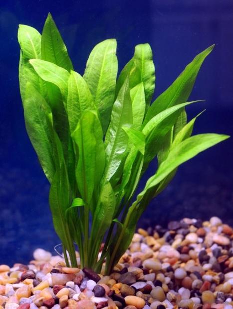 Amazon Sword - Echinodorous bleheri - Imperial Tropicals