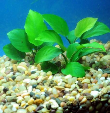Anubias barteri - Imperial Tropicals