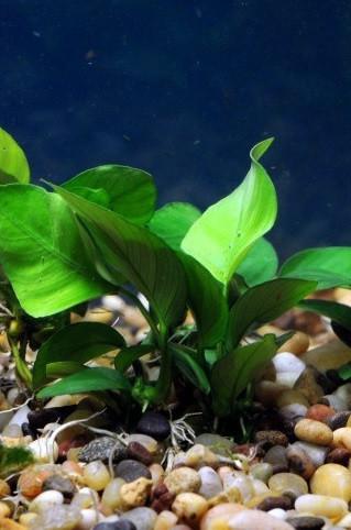 Anubias barteri sp. nana - Imperial Tropicals