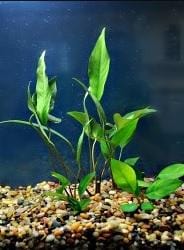 Anubias nangi - Imperial Tropicals