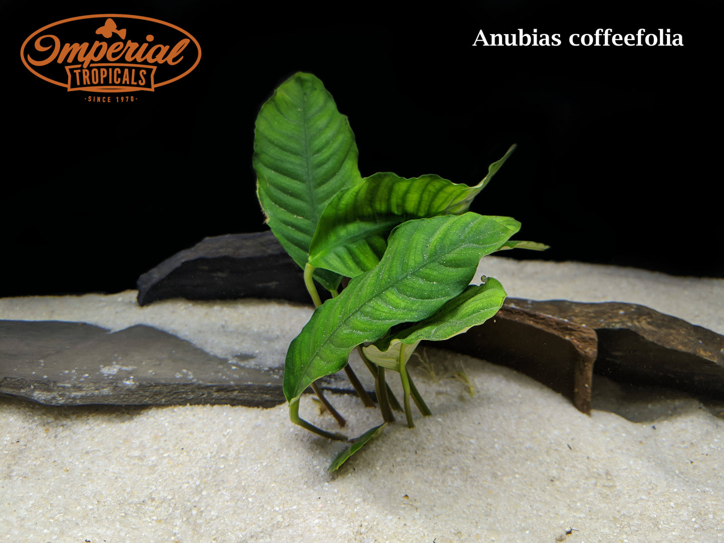 Anubias barteri 'Coffeefolia'