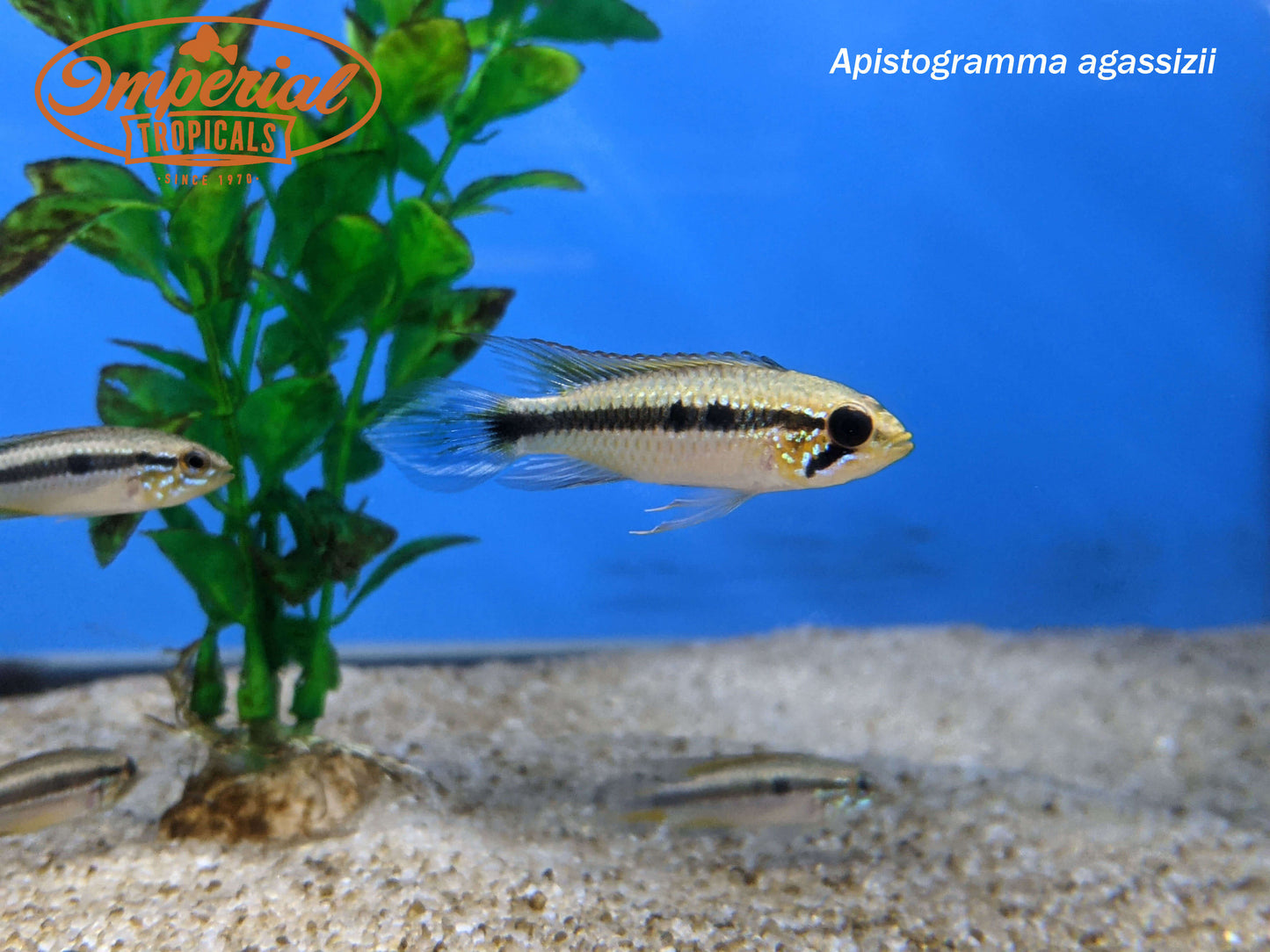 Apistogramma agassizii