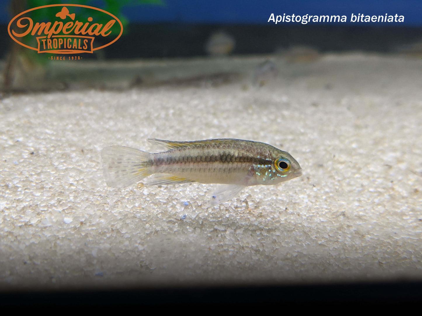 Apistogramma bitaeniata