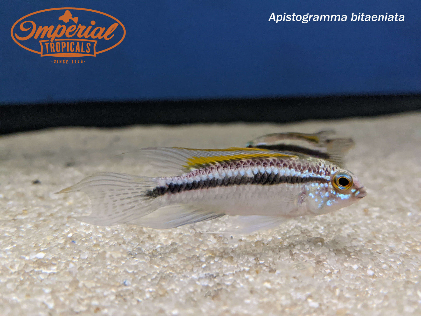 Apistogramma bitaeniata