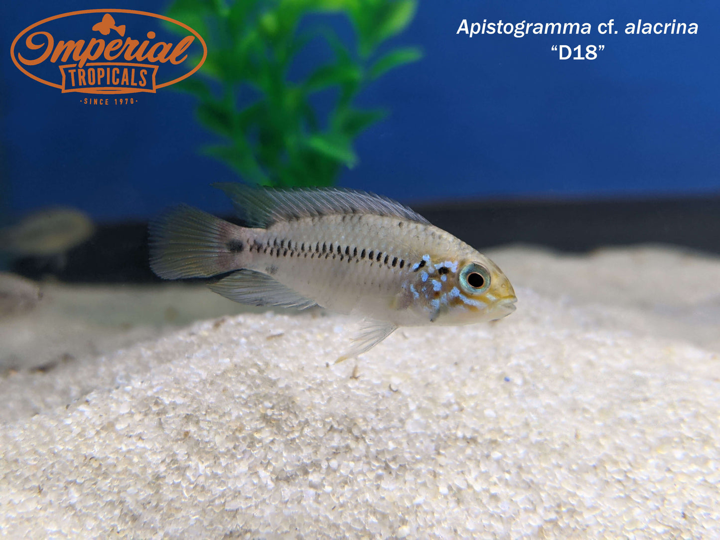 Apistogramma cf. alacrina "D18"