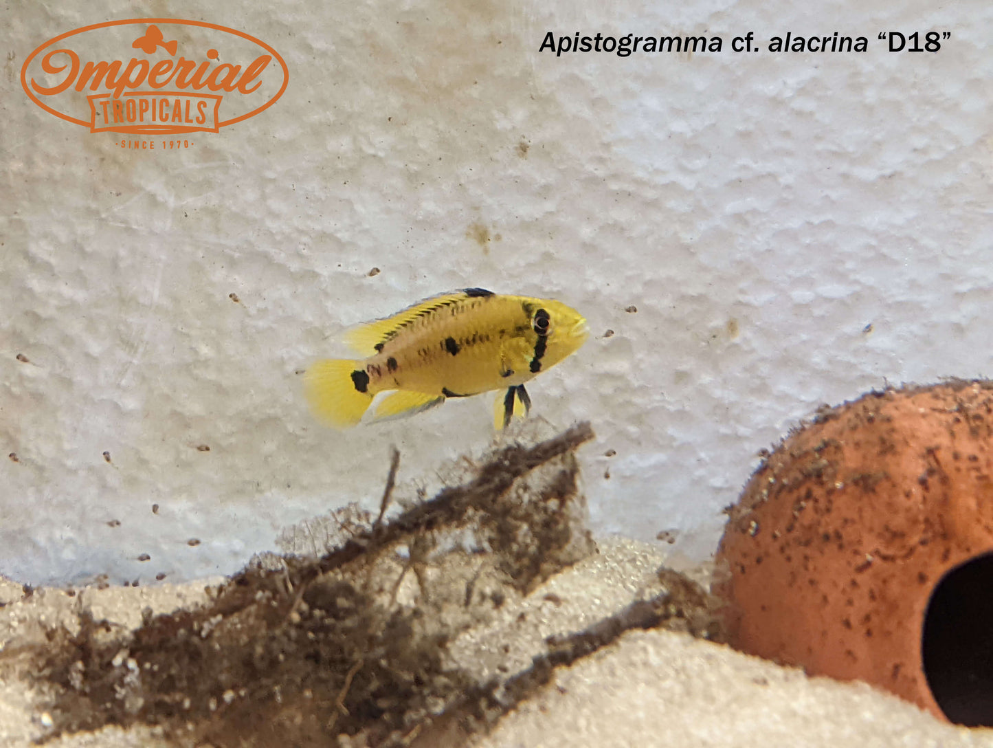 Apistogramma cf. alacrina "D18"