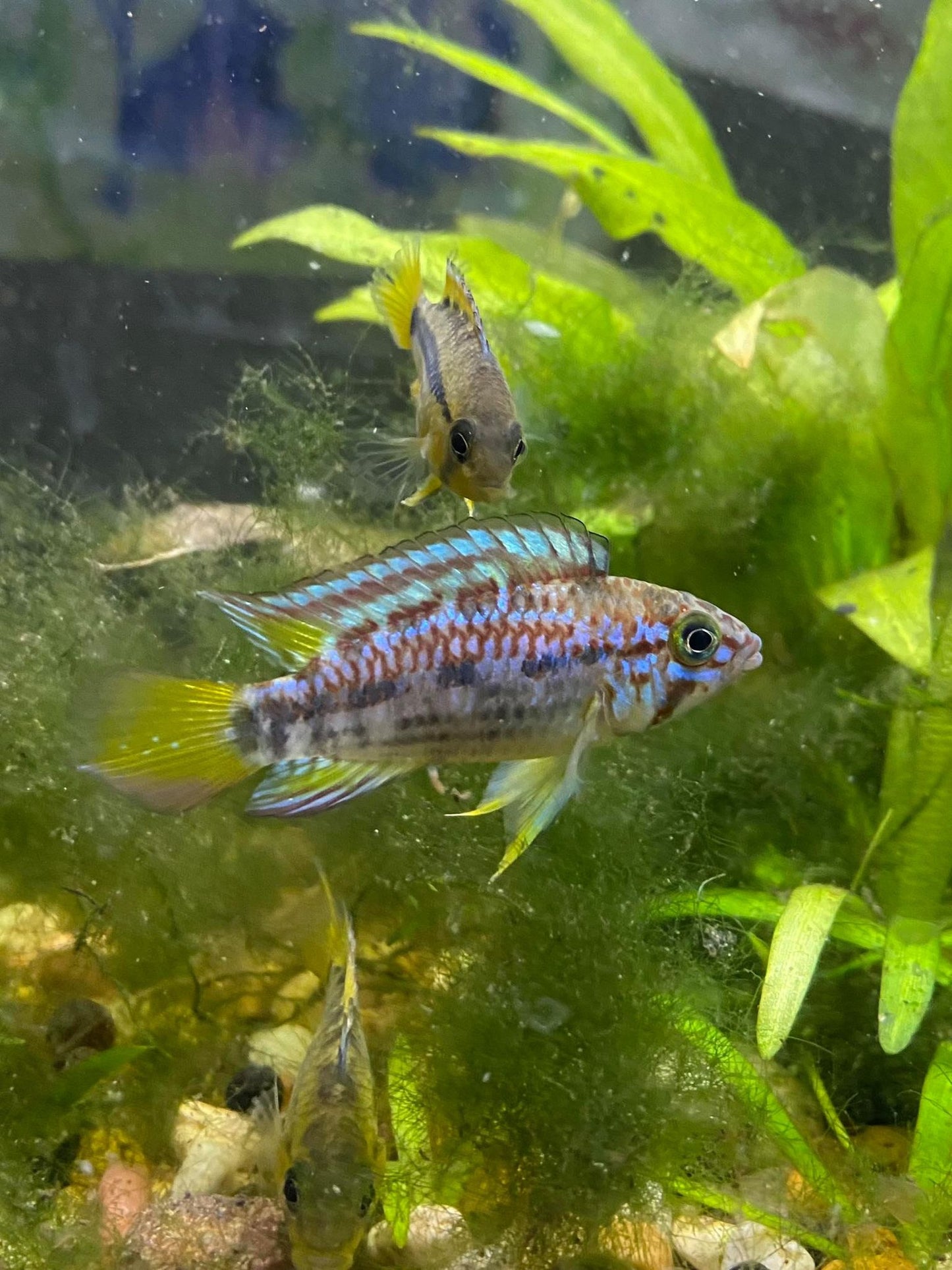 Apistogramma sp. ortegai "Pebas"