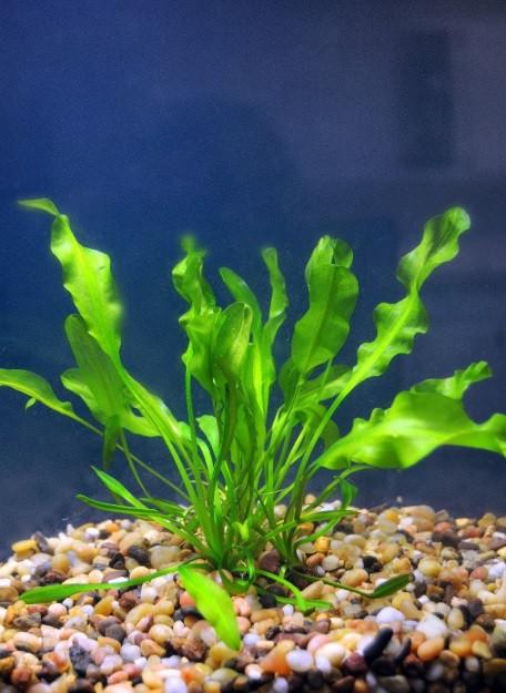 Apongeton Ulvaceus - Imperial Tropicals