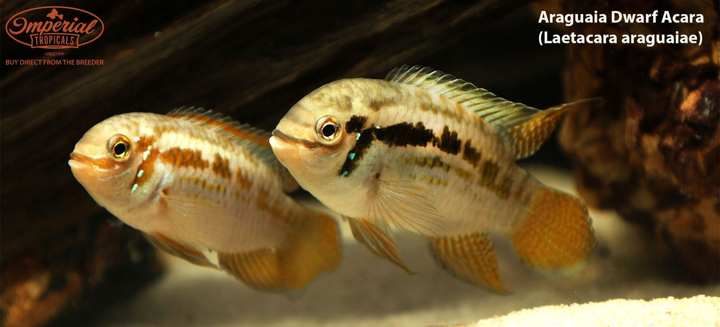 Araguaia Dwarf Acara