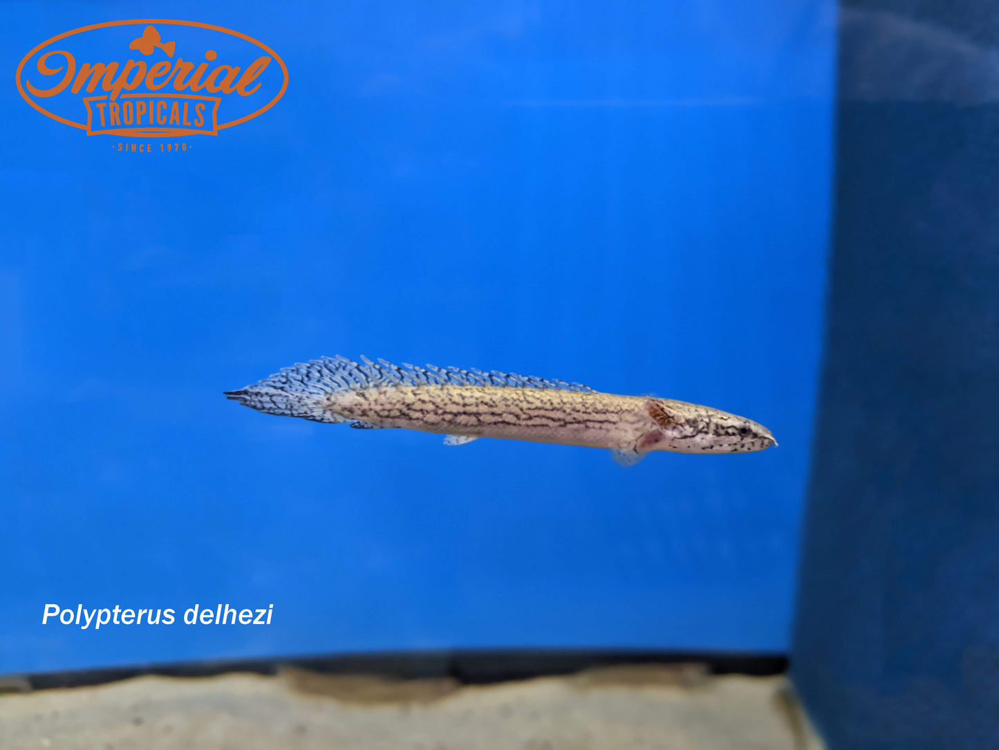 Armored Bichir