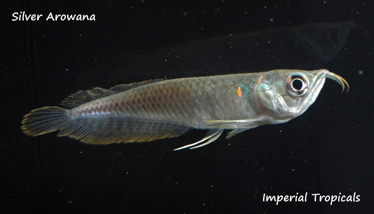 Silver Arowana (Osteoglossum bicirrhosum) - Imperial Tropicals