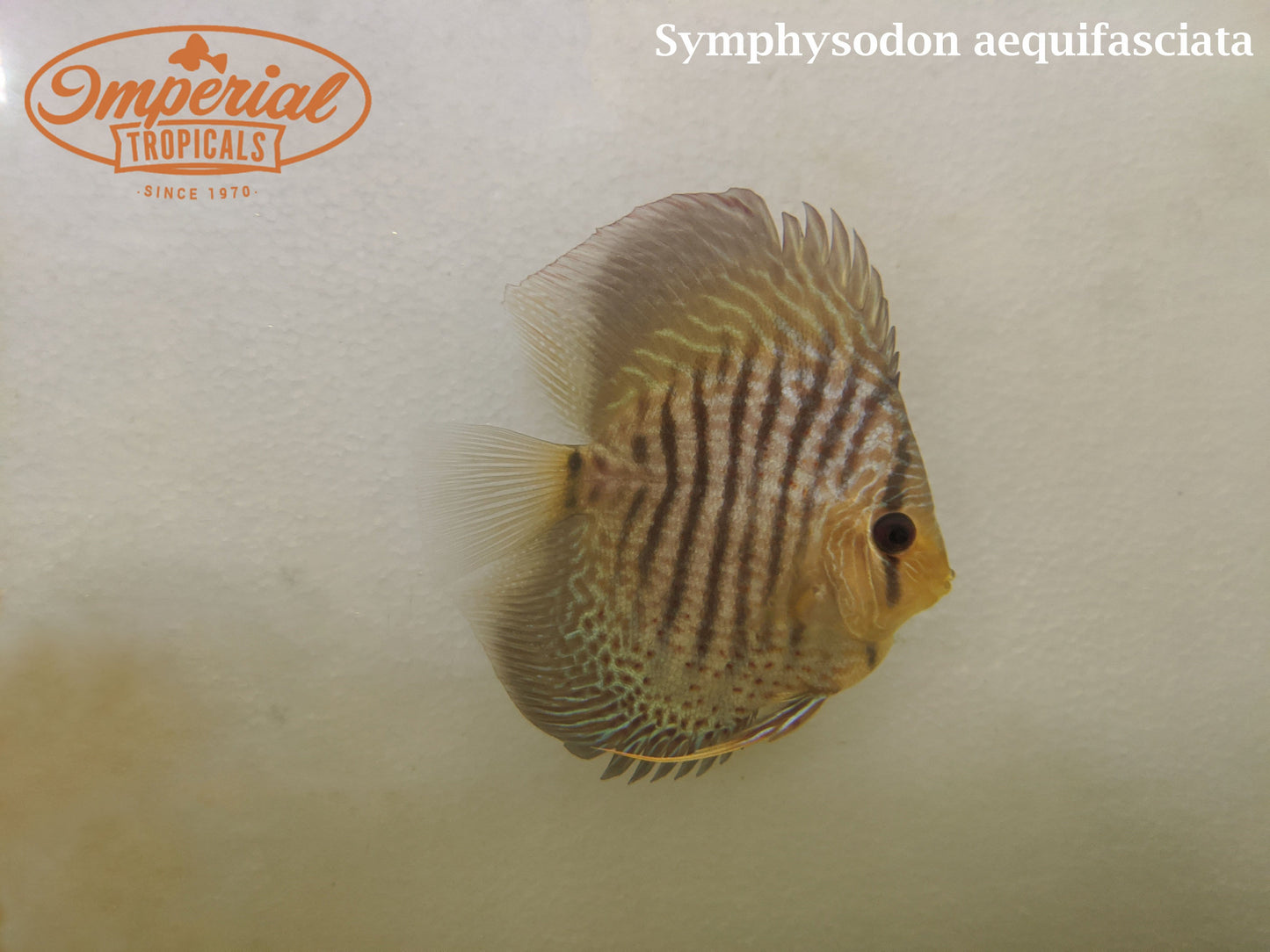 Assorted Discus