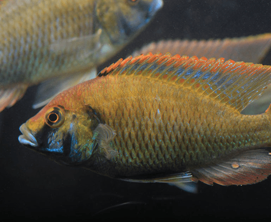Eastern Happy Cichlid (Astatotilapia calliptera) - Imperial Tropicals