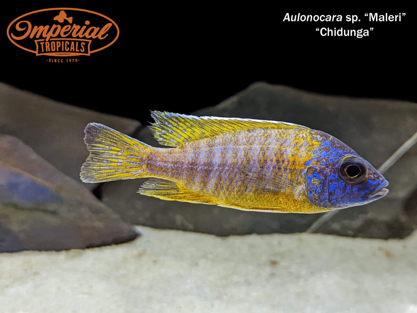 Aulonocara sp. Maleri "Chidunga"