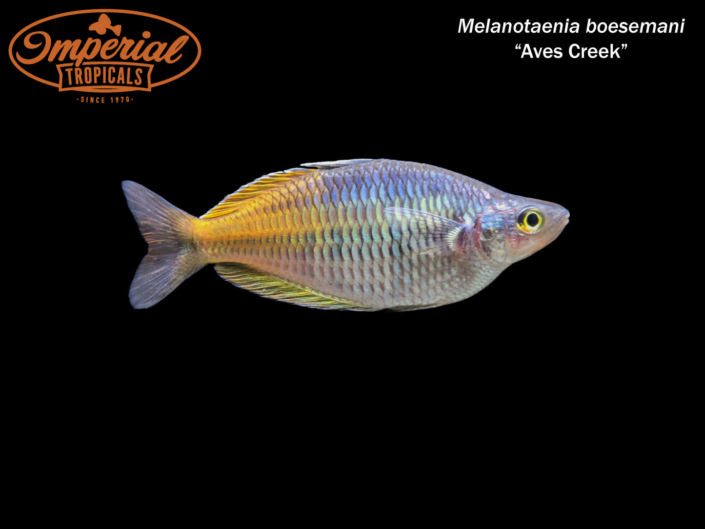 Aves Creek Boesemani Rainbowfish