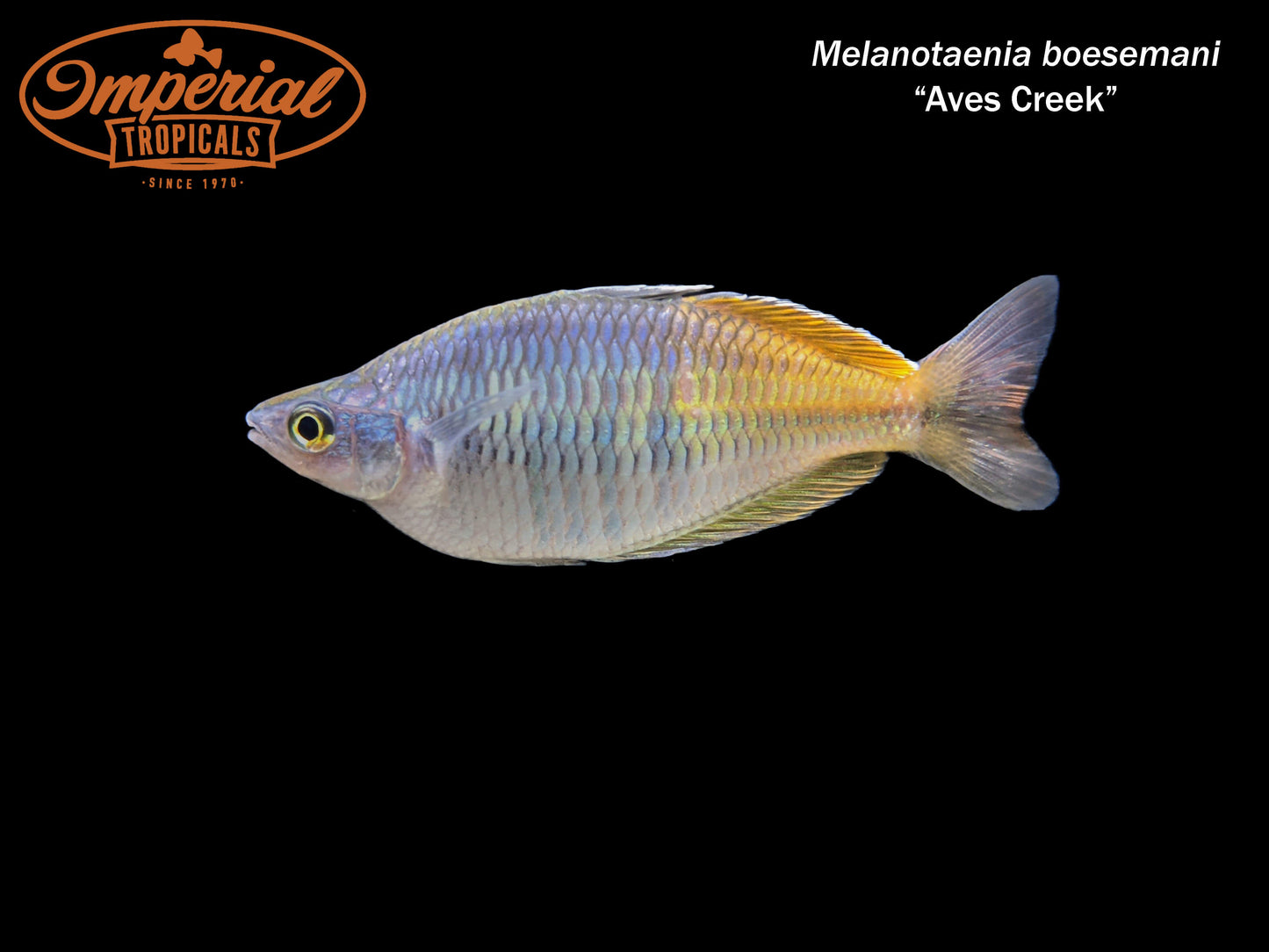 Aves Creek Boesemani Rainbowfish