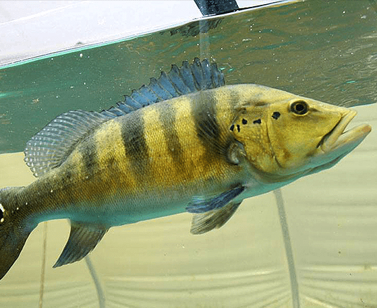 Azul Peacock Bass (Cichla piquiti) - Imperial Tropicals