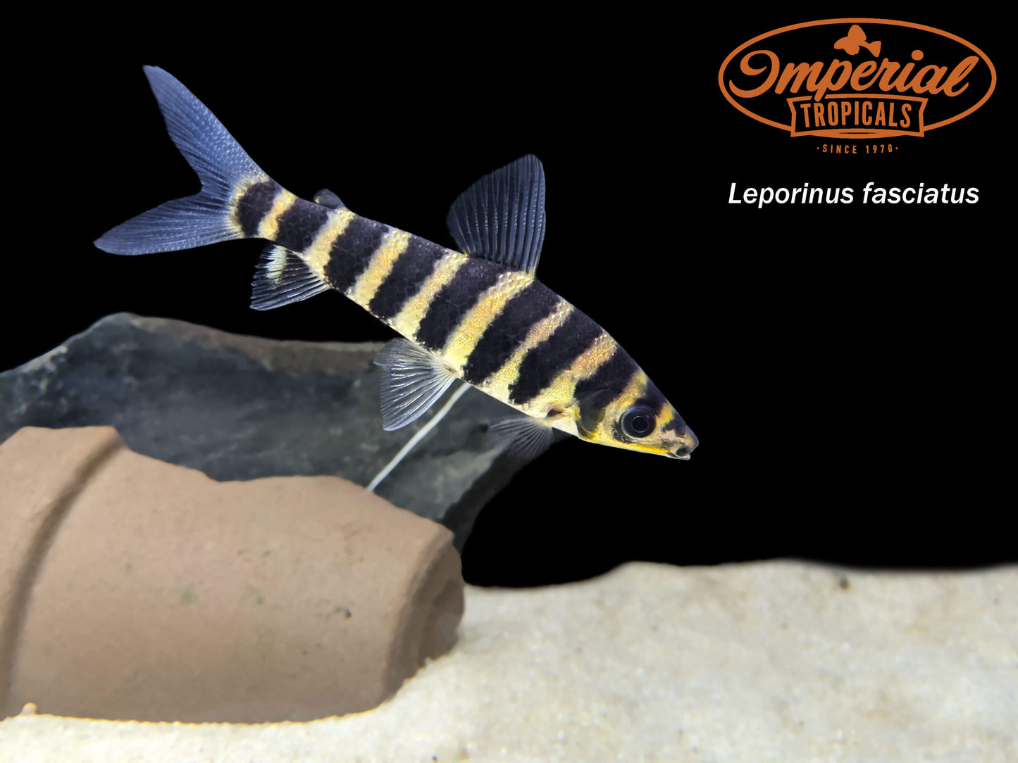 Banded Leporinus