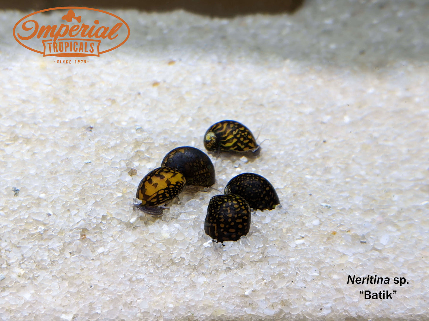 Batik Nerite Snail