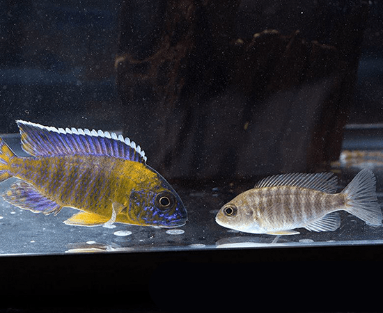 Blue Neon Peacock (Aulonocara sp.) - Imperial Tropicals