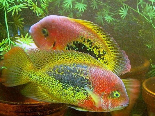 Red Spotted Cichlid