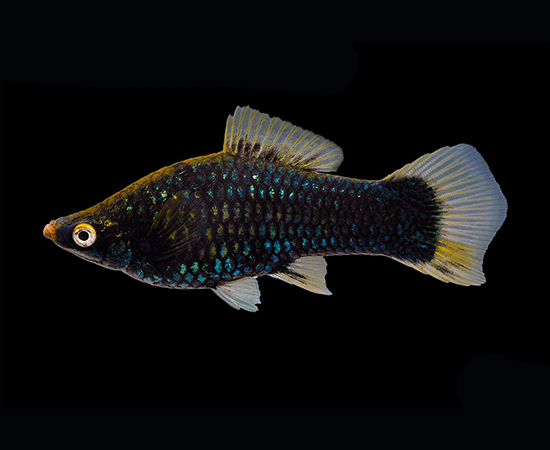 Black Swordtail (Xiphophorus hellerii) - Imperial Tropicals