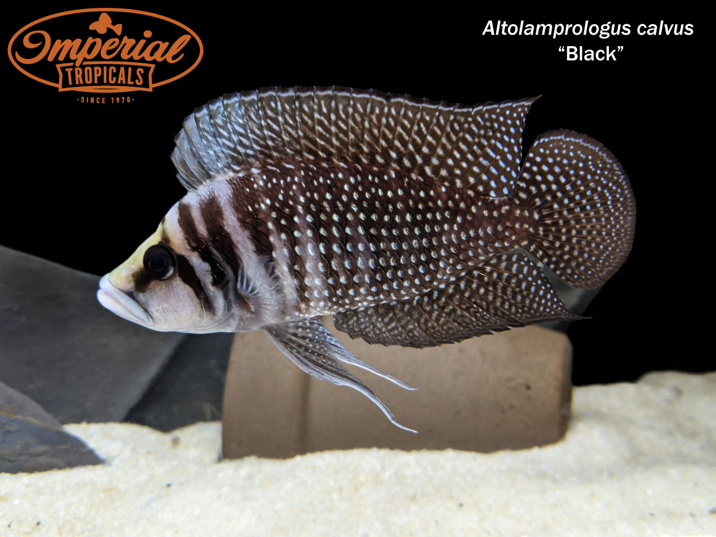 Congo Black Calvus