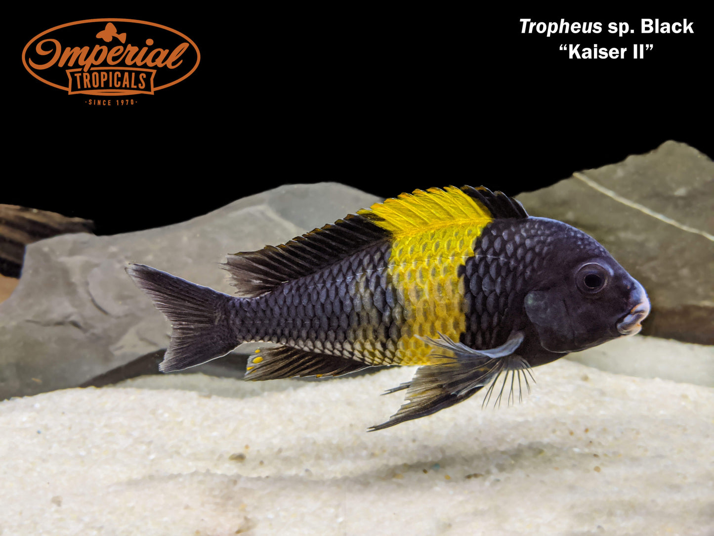 Black Kaiser II Tropheus