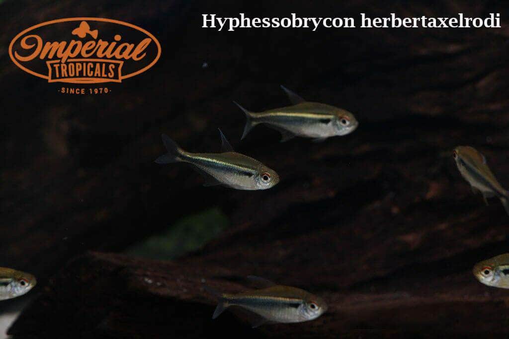 Black Neon Tetra