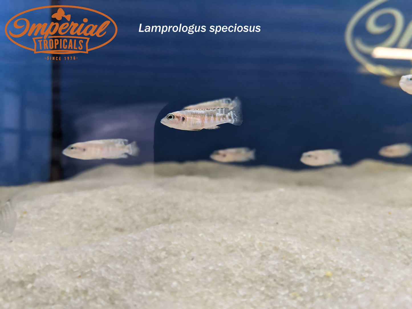 Black Ocellatus