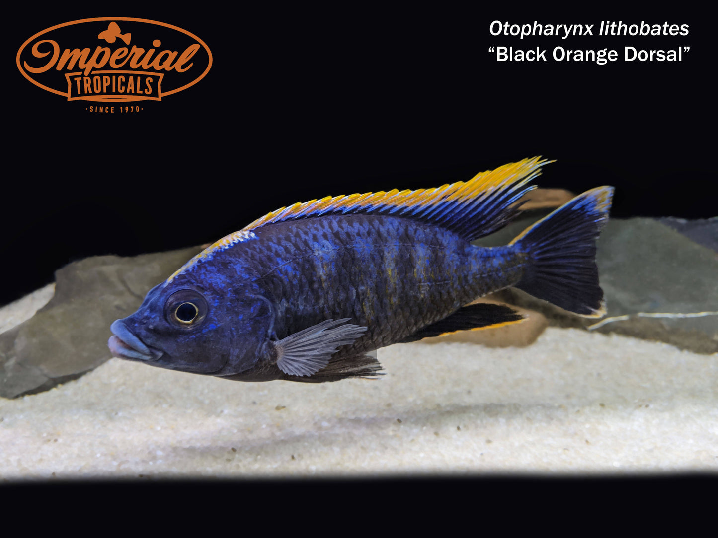Black Orange Dorsal
