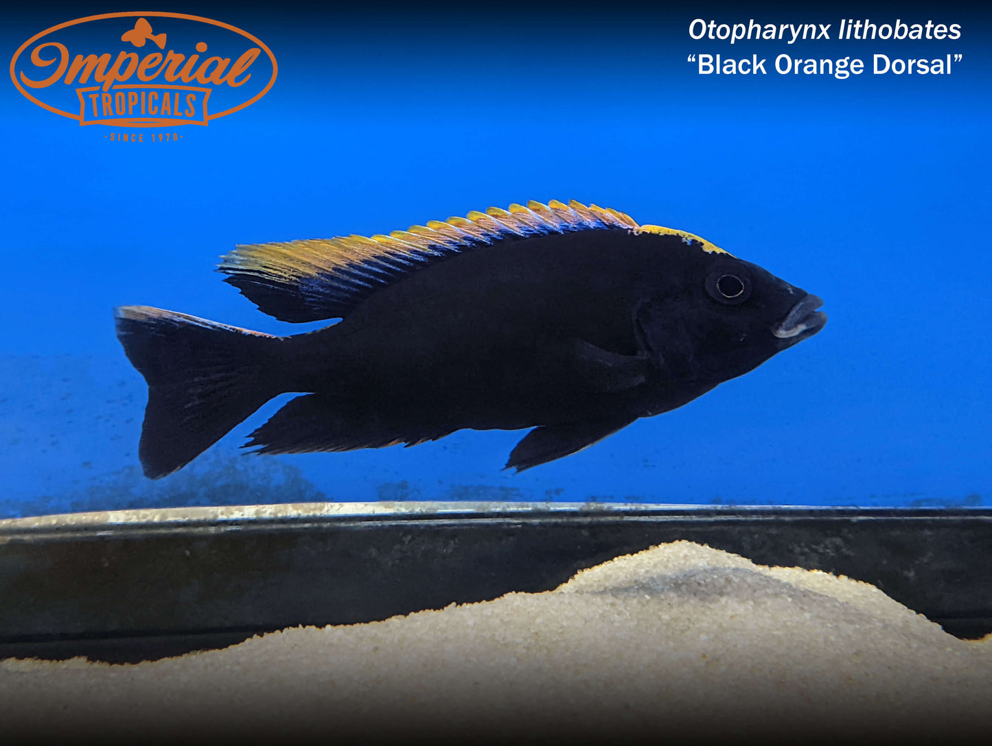 Black Orange Dorsal