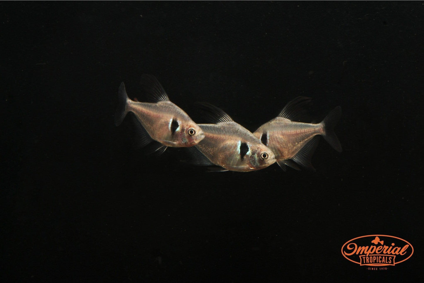 Black Phantom Tetra (Hyphessobrycon megalopterus) - Imperial Tropicals