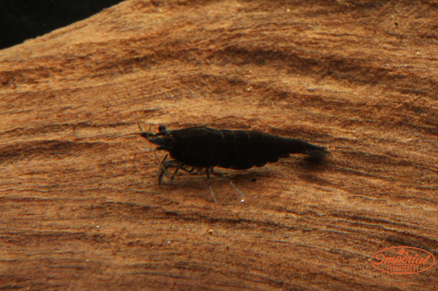 Black Shrimp (Neocaridina davidi) - Imperial Tropicals