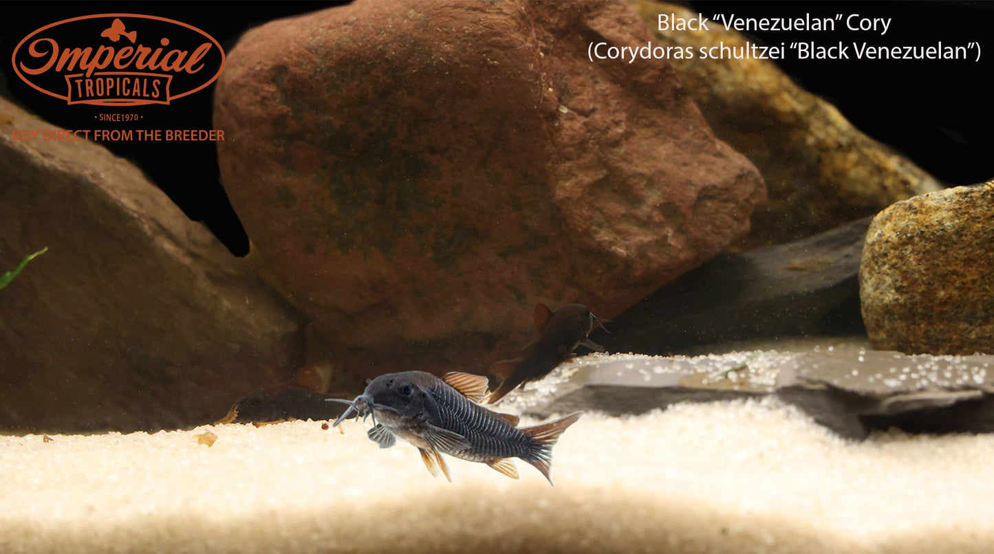 Black Venezuelan Corydoras