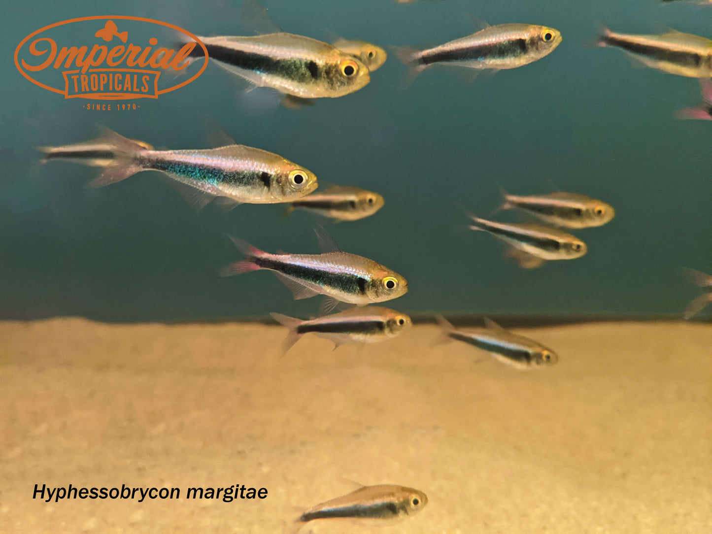Bleeding Blue Tetra
