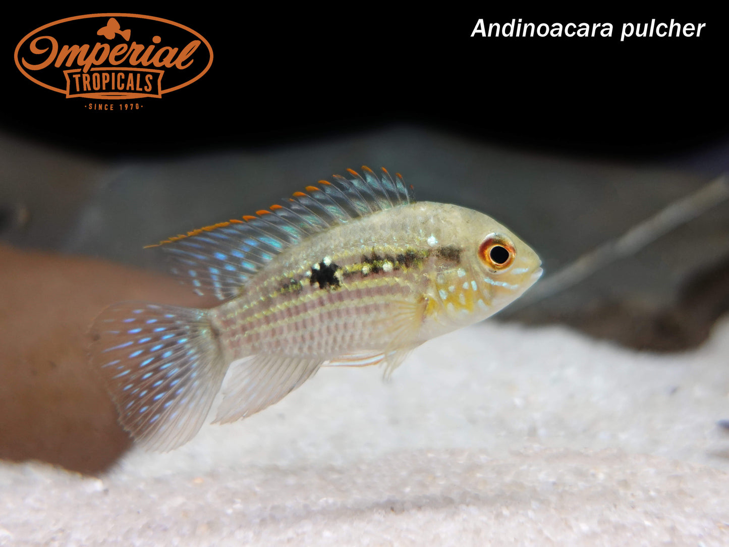 Blue Acara