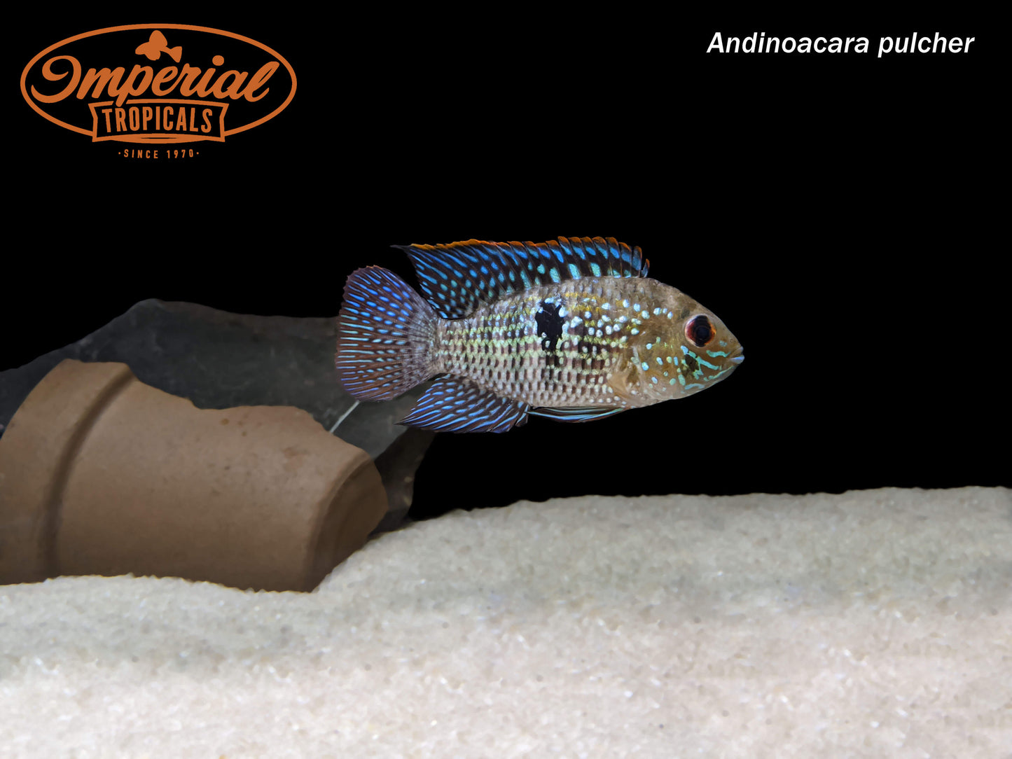 Blue Acara