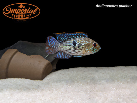 Blue Acara