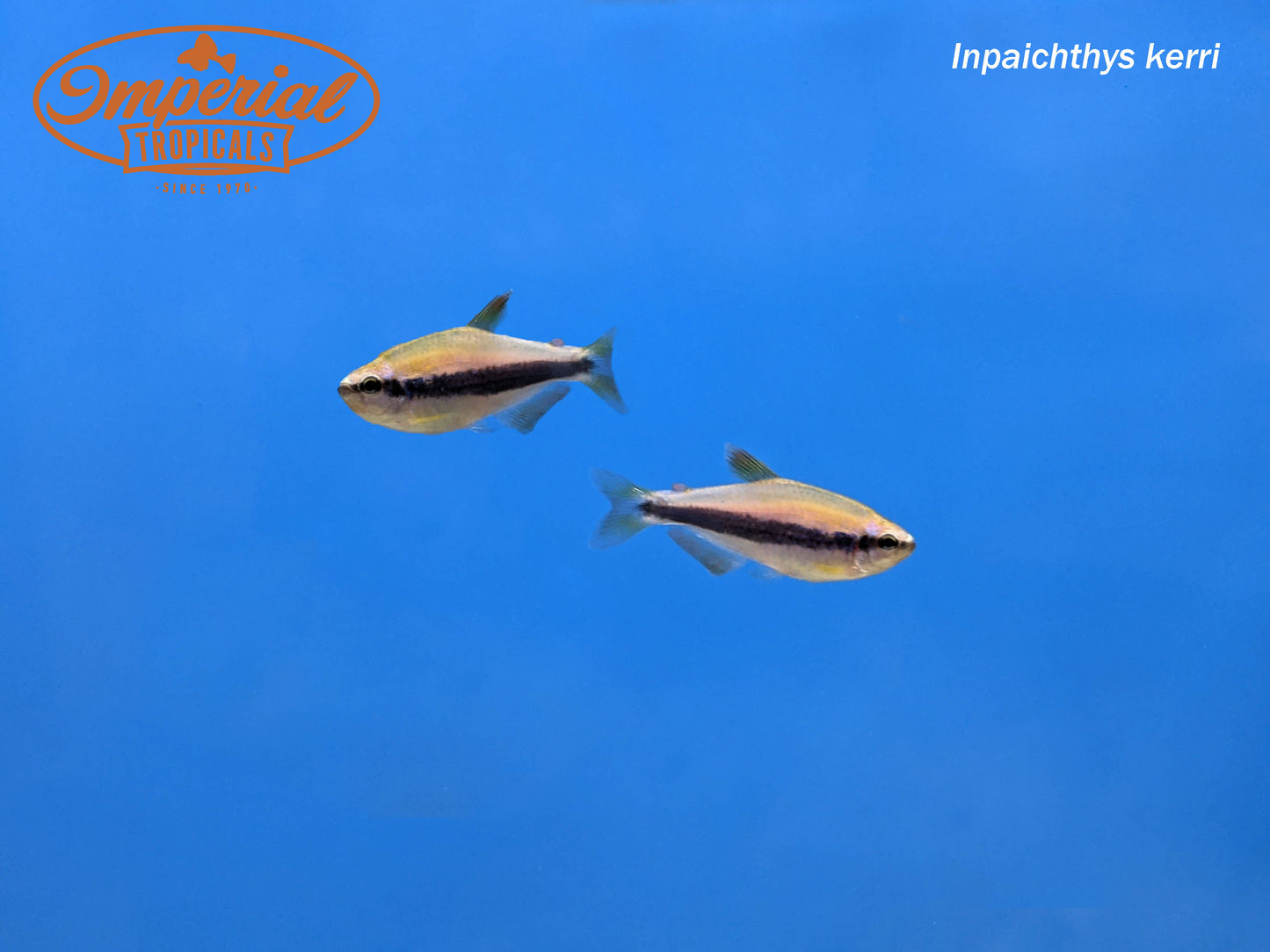 Blue Emperor Tetra
