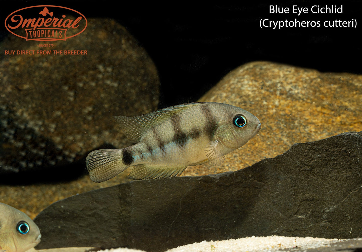 Blue Eye Cichlid