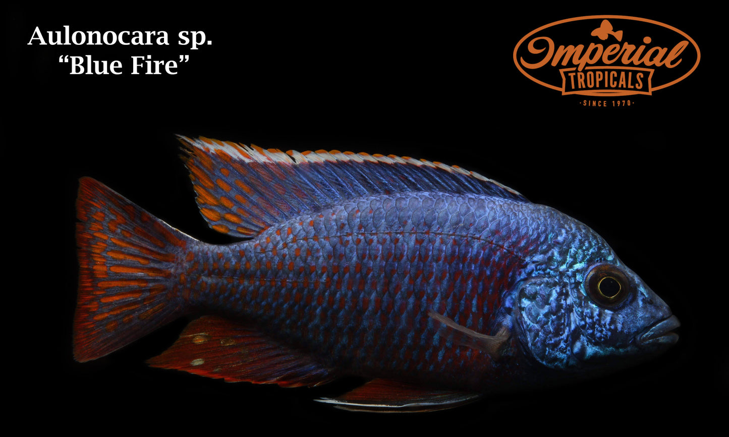 Blue Fire Peacock