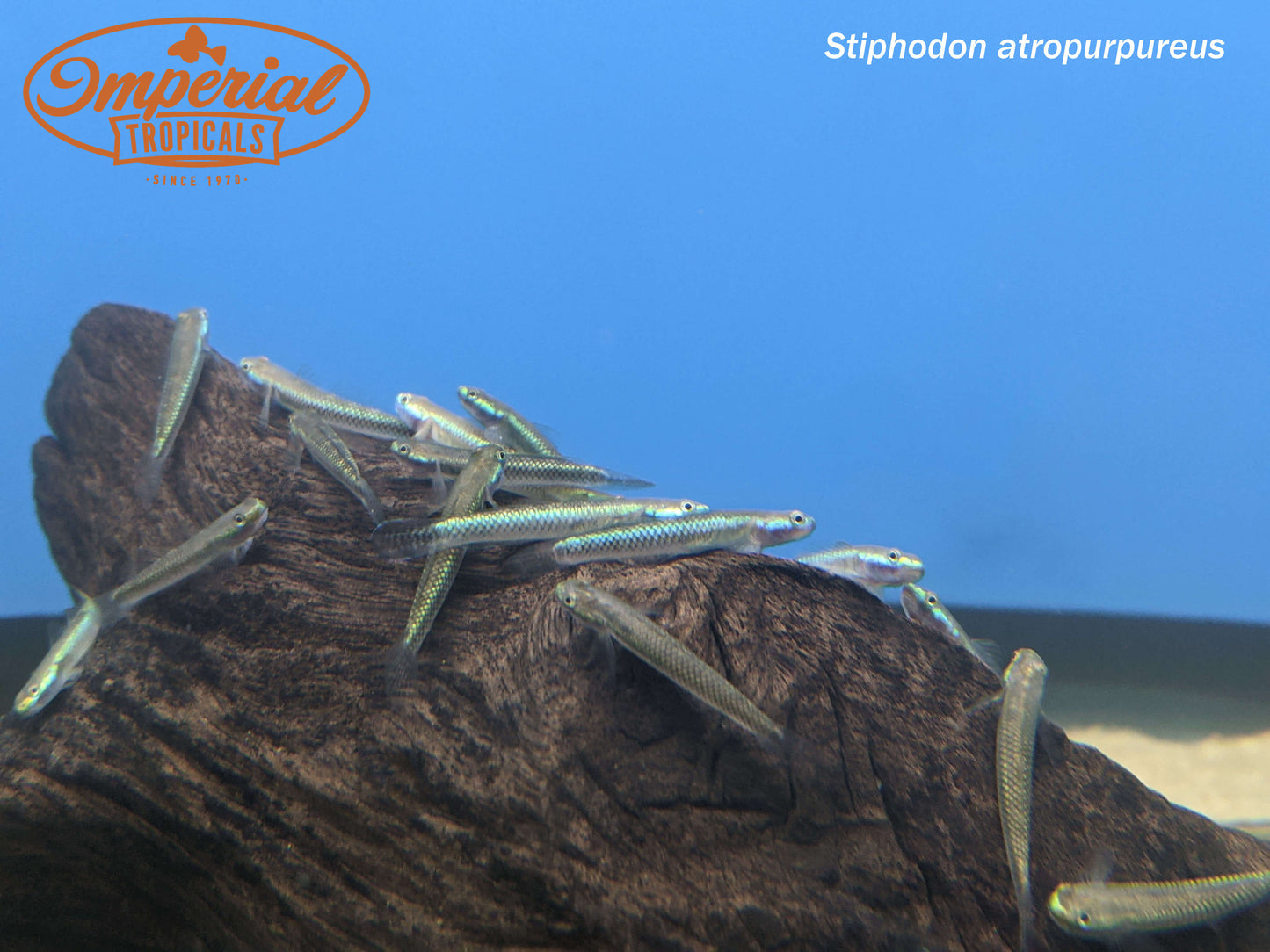 Blue Neon Goby