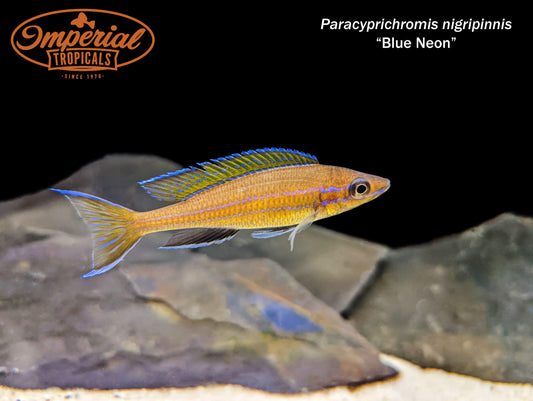 Blue Neon Paracyprichromis